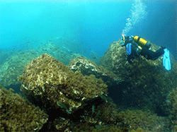  a single malta scuba dive experience at the famous blue hole on gozo